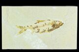 Bargain, Fossil Fish (Knightia) - Wyoming #126508-1